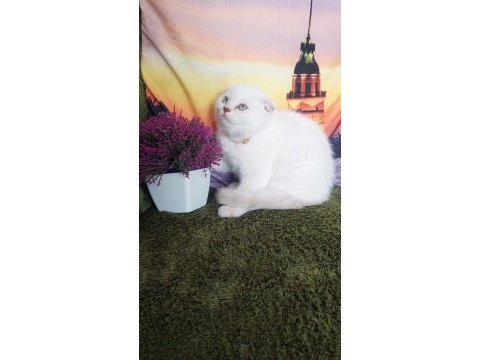 Daha güzel scottish fold yok