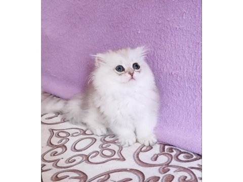 Scottish fold longhair dişi
