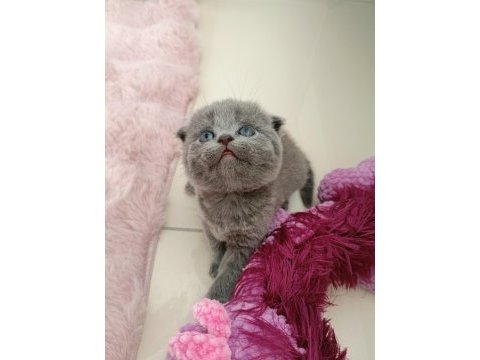 Gri scottish fold