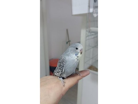Yeni yeme düşen şov muhabbet kuşu yavrular
