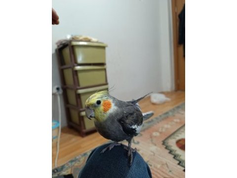 Full evcil sultan papağanı