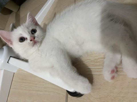 British shorthair 1.5 aylık yavru kedimiz