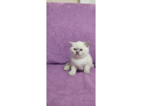Scottish fold ve british yavruları