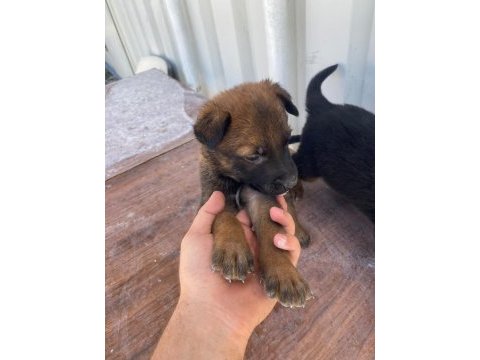 Yavru rottweiler ve yavru kurt 3 aylıklar