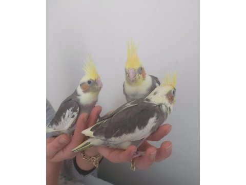 45 günlük a kalite üst düzey yavru sultan papağanları