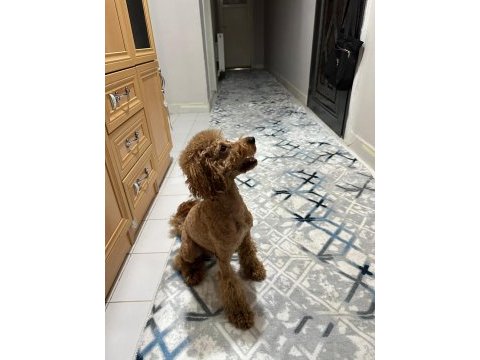 A kalite toy poodle