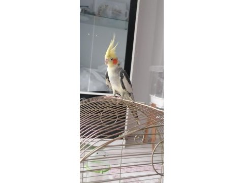 Sağlıklı ev beslemesi kuşlarım