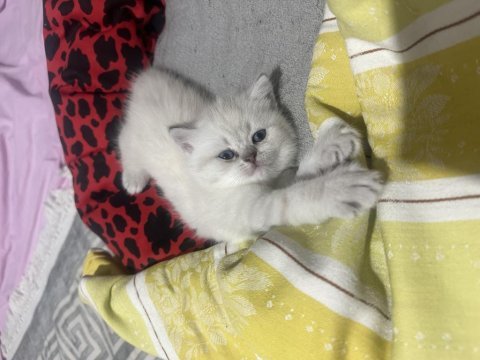 British shorthair kedilerim