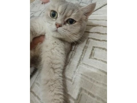 Mavi british shorthair kızımız sahiplendirilecektir