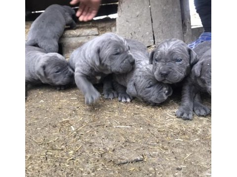 Cone corso blue dişi 3 aylık