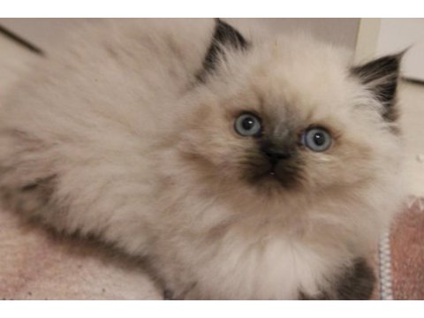 Safkan mavi göz british longhair