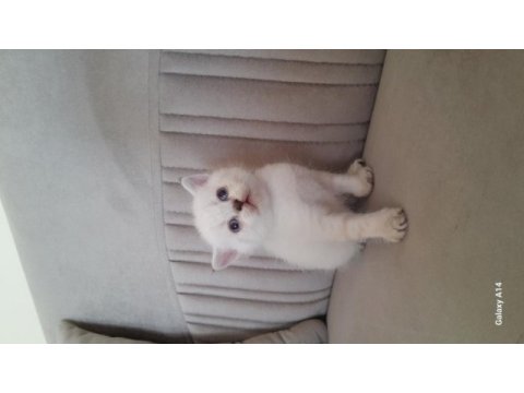 British shorthair karma