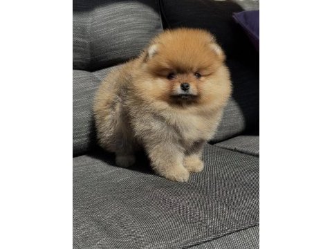 Orange aşılı pomeranian bebekler