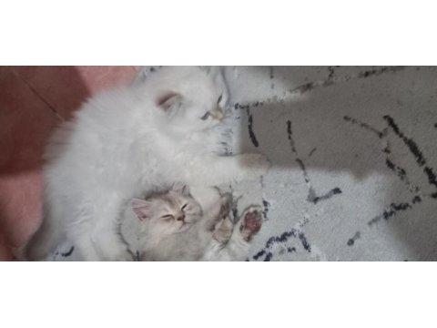 Şecereli babanın güzel british longhair kızı
