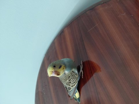 Renk bebek muhabbet kuşları