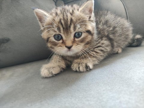 British shorthair yavru kediler