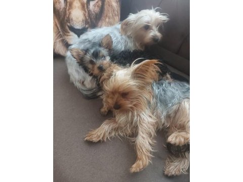 3 aylık dişi orjinal yorkshire terrier