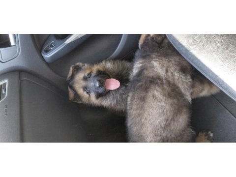Tr de tek dulkenburn köpeğimiz
