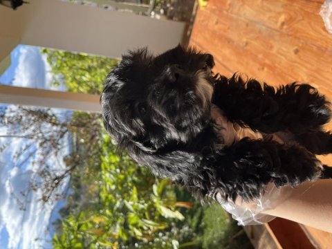 Maltipoo cinsi 2 aylık yavrular