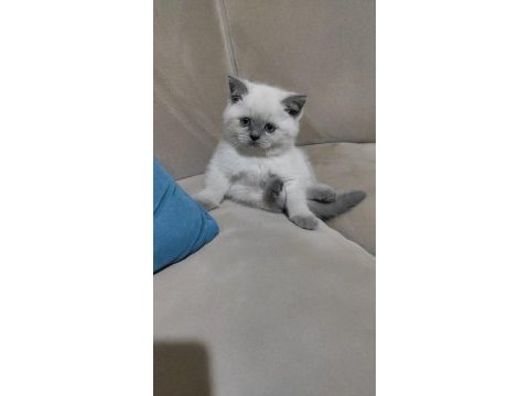 British shorthair kediler