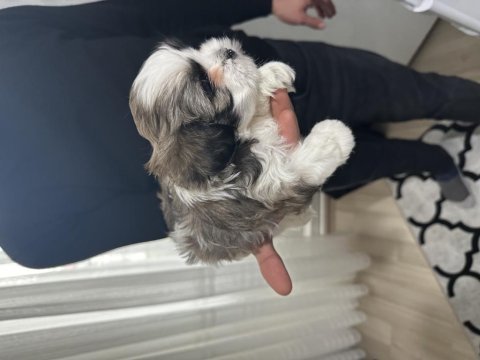 Shih tzu yavrularımızı sahiplendirmek istiyoruz