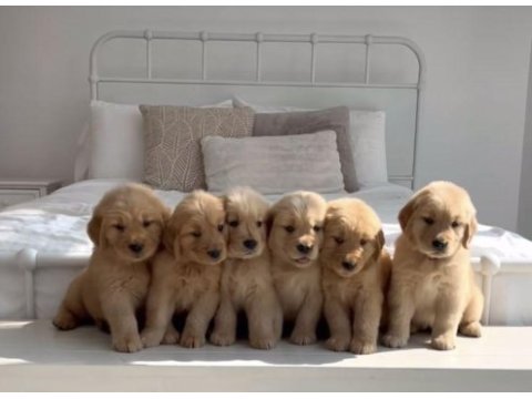 Golden retriever yavrular gelip görerek alabilirsiniz