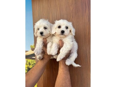 Kar beyaz maltese minyatür