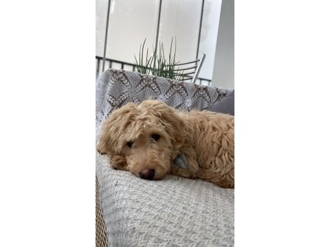 Yavru maltipoo köpeği