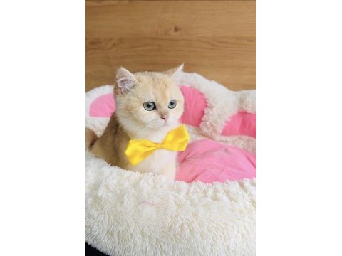 Scr li anne babadan golden ny12 britşsh 