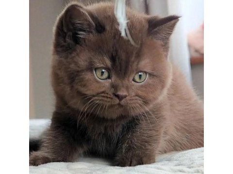 Bitter çikolata british shorthair 