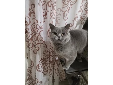 1 yaşında erkek british shorthair