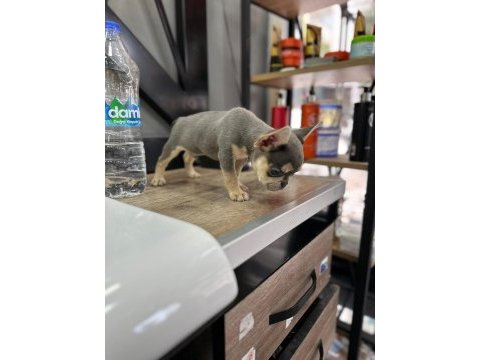 French bulldog