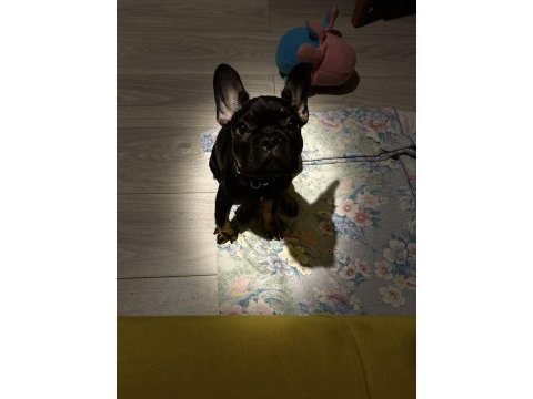 Black tan 5 aylık fransız bulldog