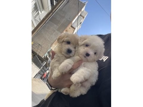 0 numara tüy dökmeyen maltese