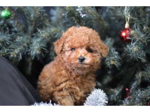 Minik toy poodle kocaman mutluluk