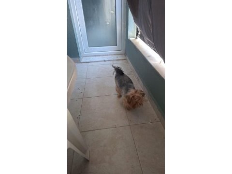 1.5 yaşında yorkshire terrier bakımlı dişi