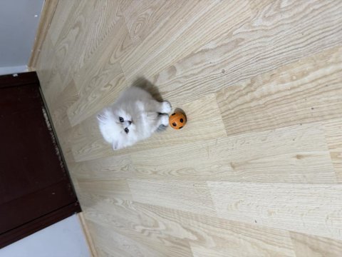 British longhair prenses hazır