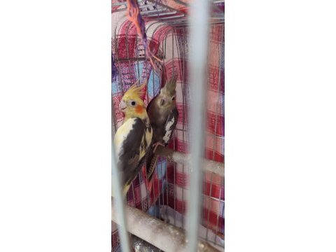 Çift sultan papağanı yumurtaya oturuyor