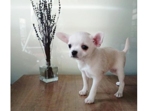 Uygun puan harika anatomi 2 aylık chihuahua