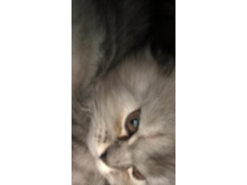 British longhair