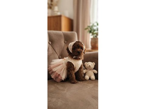 A kalite mini boy poodle bebekler
