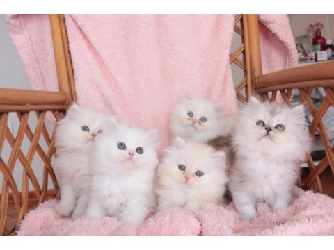 Safkan british longhair bebekler