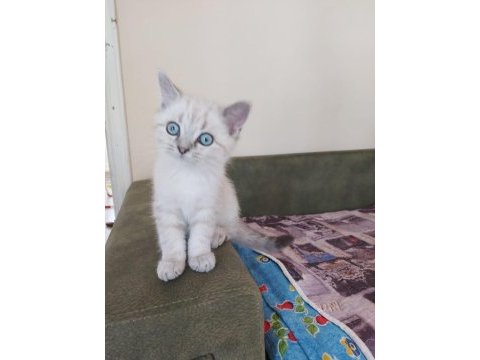 2.5 aylık british shorthair lynx point