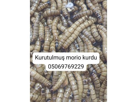 Un kurdu canlı kurutulmuş morio kurdu
