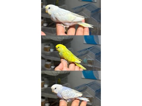 Ele alıştırmalık bebek muhabbet kuşları