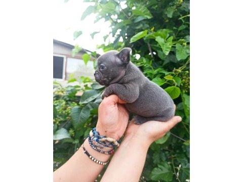 French bulldog yavrularımız bursa türkiye tüm iller
