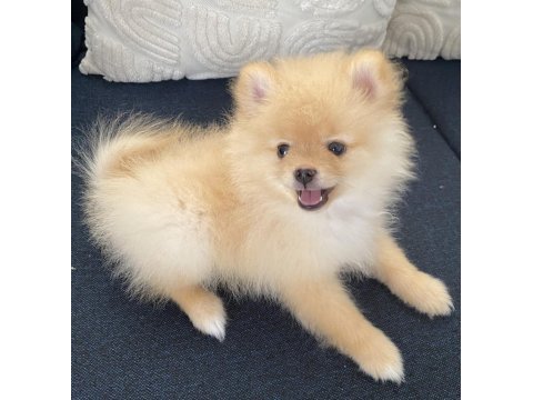 2 aylık erkek pomeranian pablo