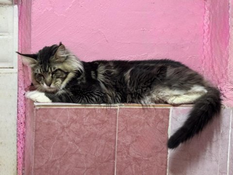 2 yaş erkek maine coon