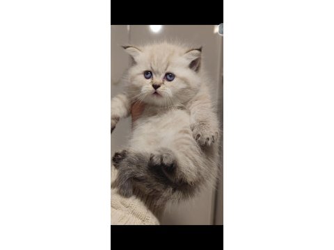 British longhair kedisi