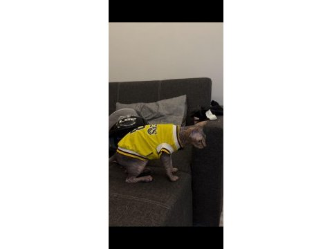 4 aylık erkek eşyalarıyla beraber sfenks